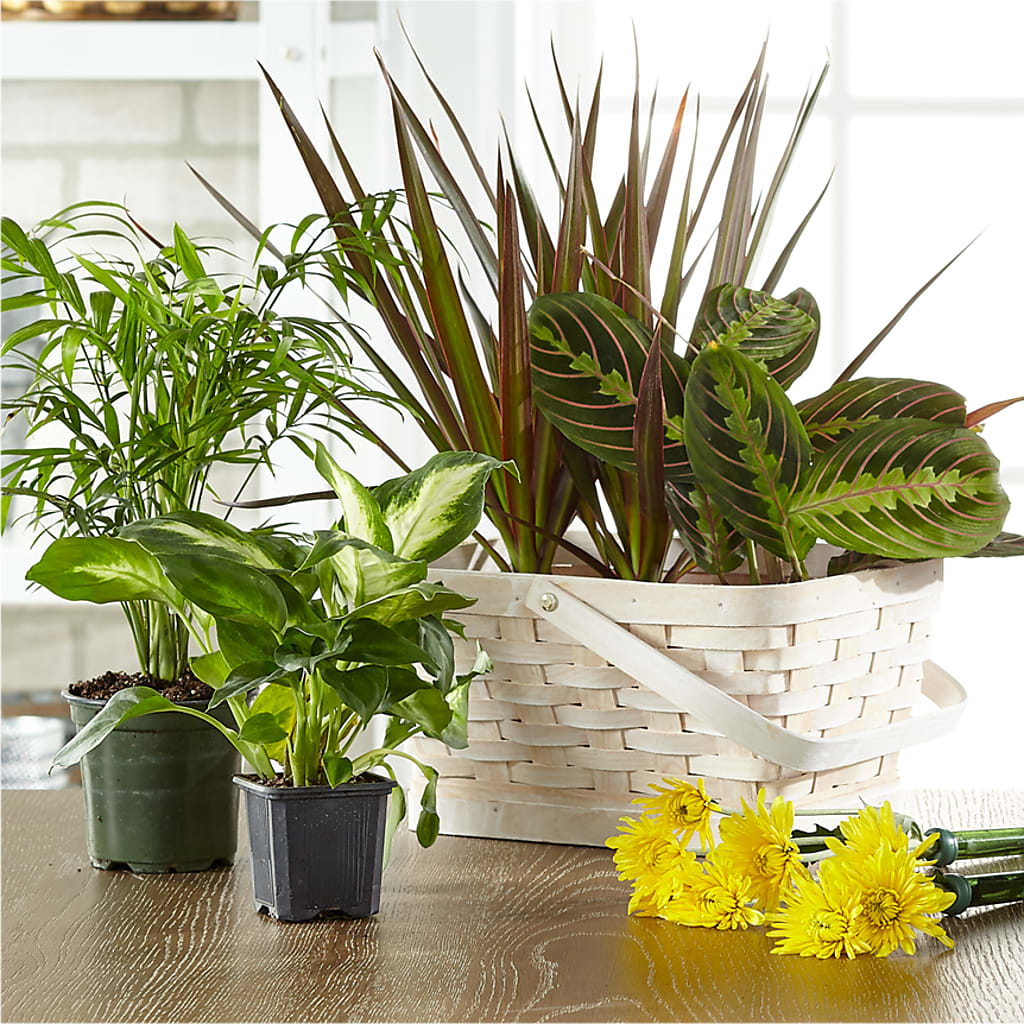 Florist Designed Blooming and Green Plants in a Basket – SHARON'S FLOWERS, Lafayette IN