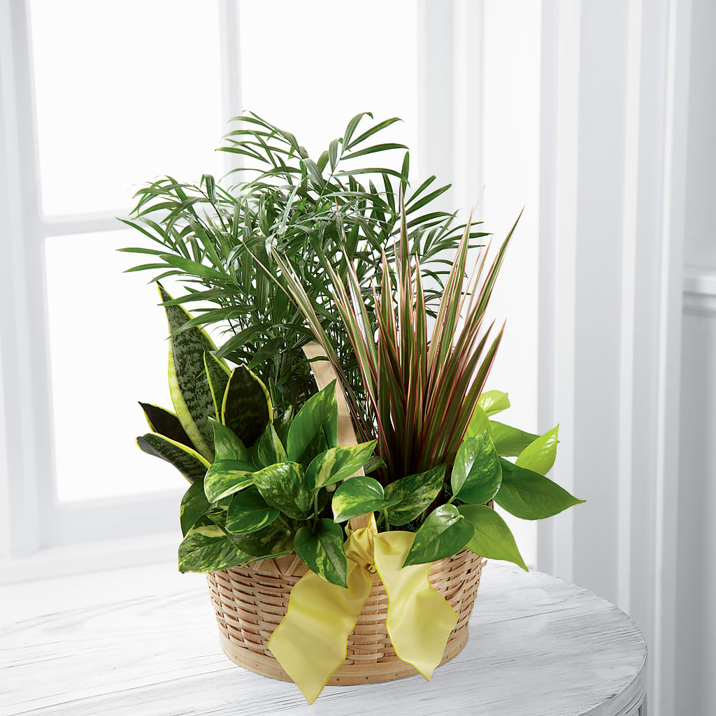 Dish Garden Planter – SHARON'S FLOWERS, Lafayette IN