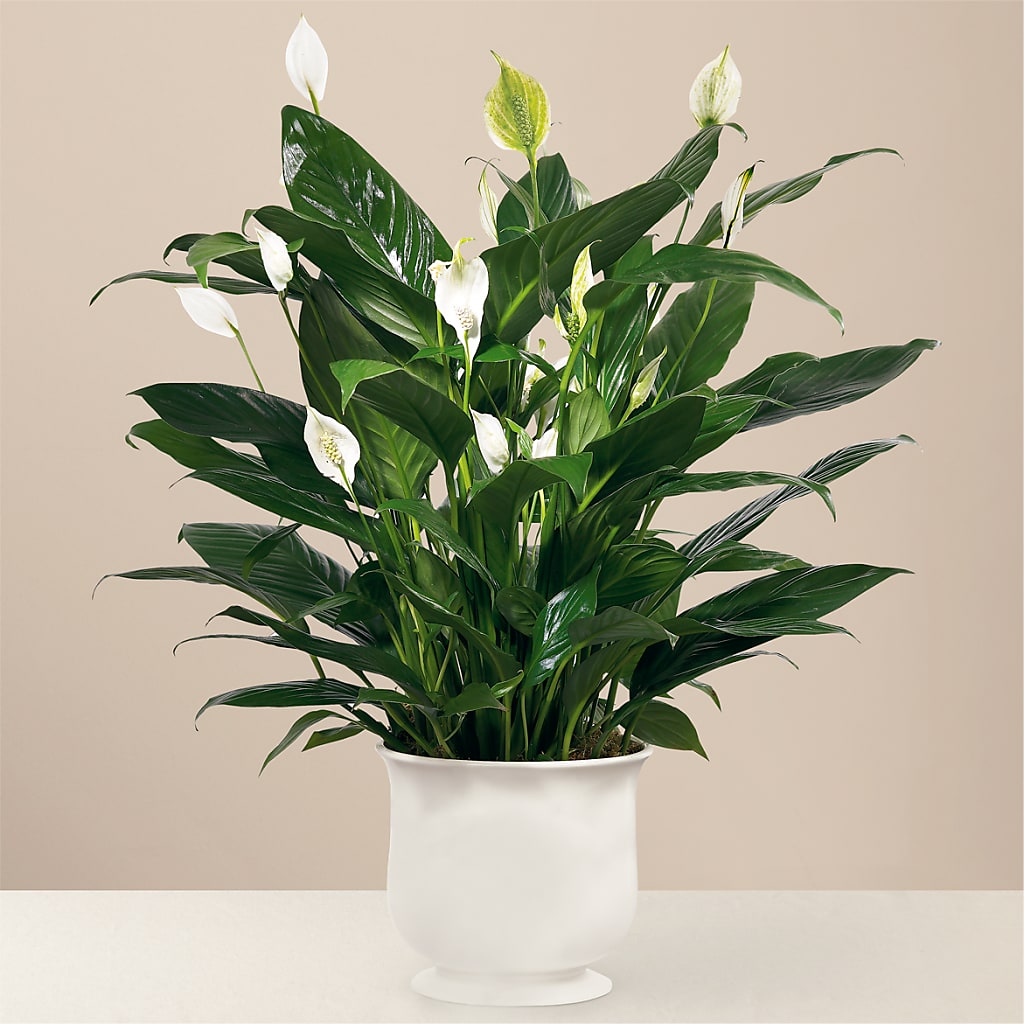 The Comfort Planter – SHARON'S FLOWERS, Lafayette IN