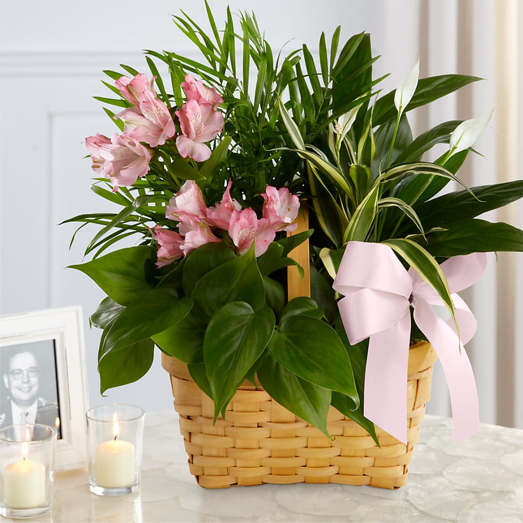 Sharon's Living Spirit Dish Garden – SHARON'S FLOWERS, Lafayette IN