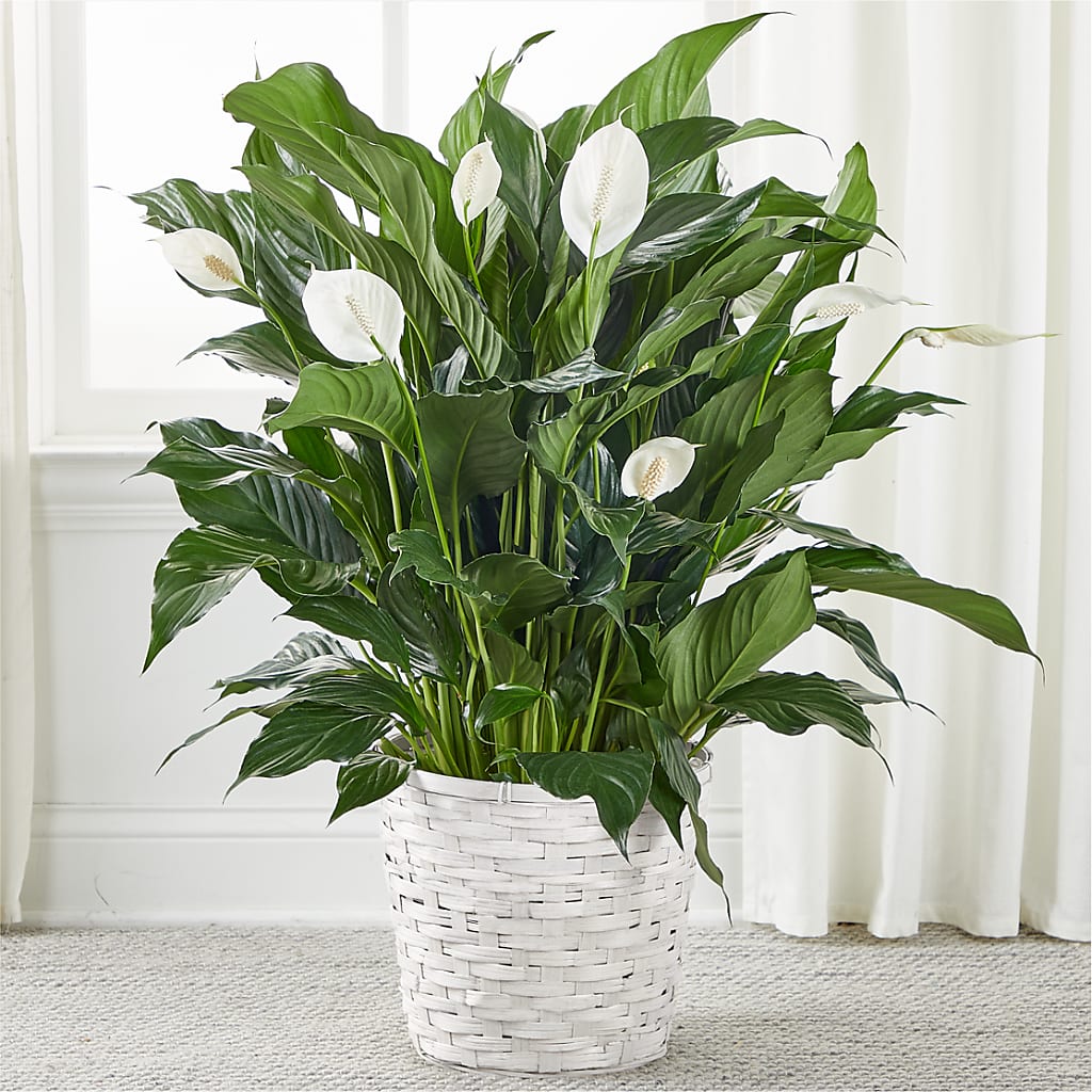 Peace Lily – SHARON'S FLOWERS, Lafayette IN