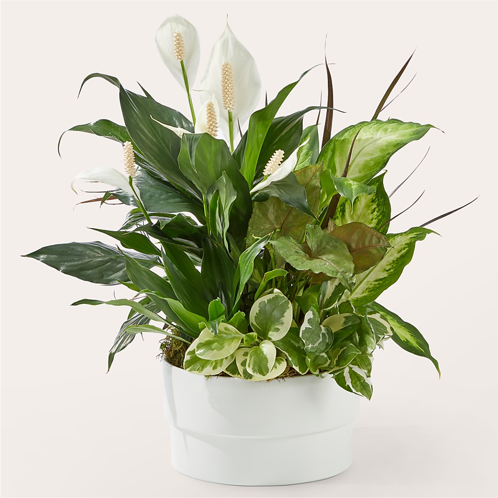 Florist Designed Planter – SHARON'S FLOWERS, Lafayette IN