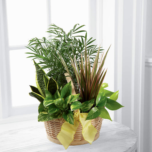 Dish Garden Planter