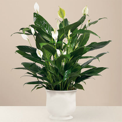 The Comfort Planter – SHARON'S FLOWERS, Lafayette IN