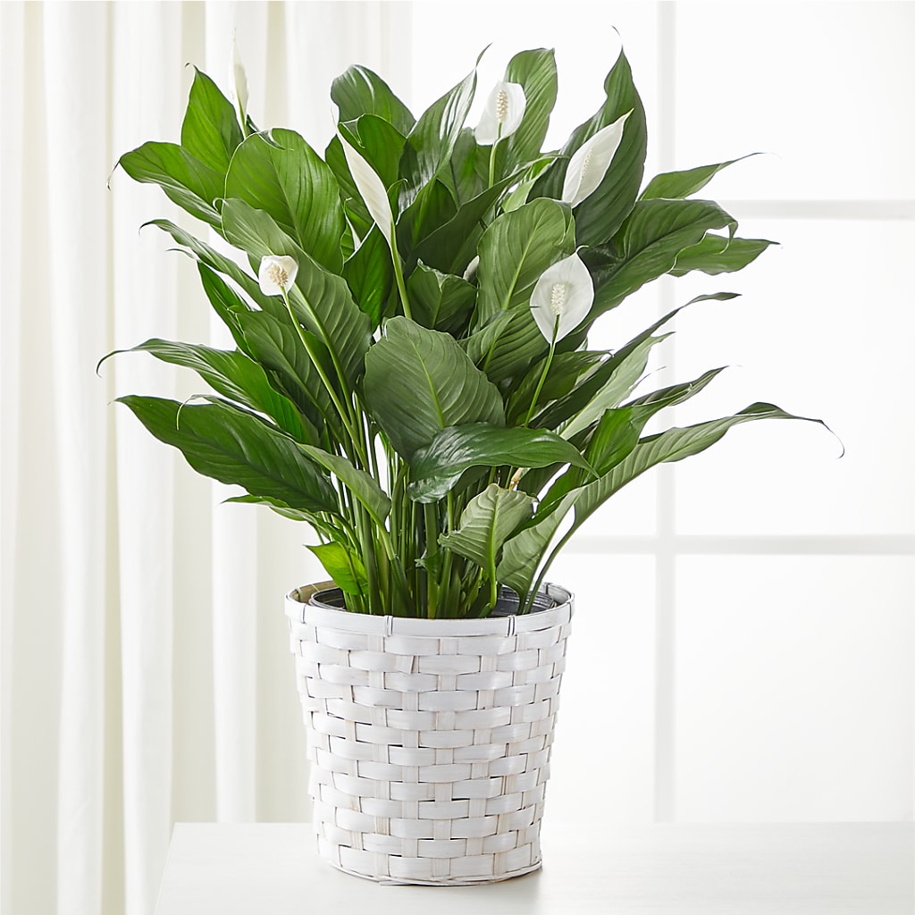 Peace Lily