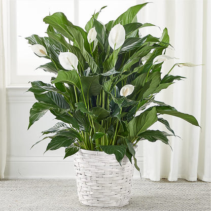 Peace Lily