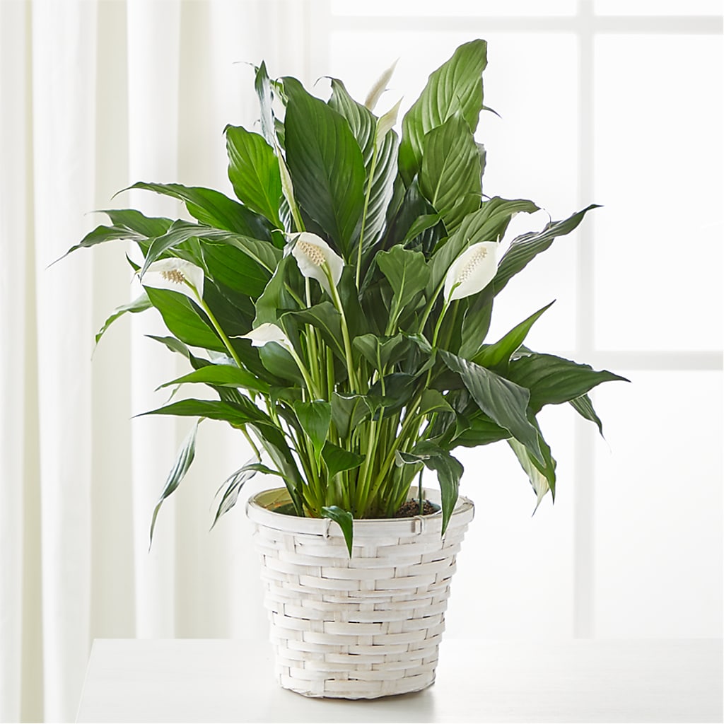 Peace Lily