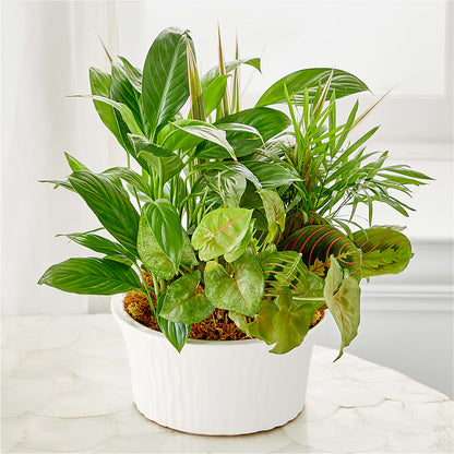 The Balance & Harmony Dish Garden