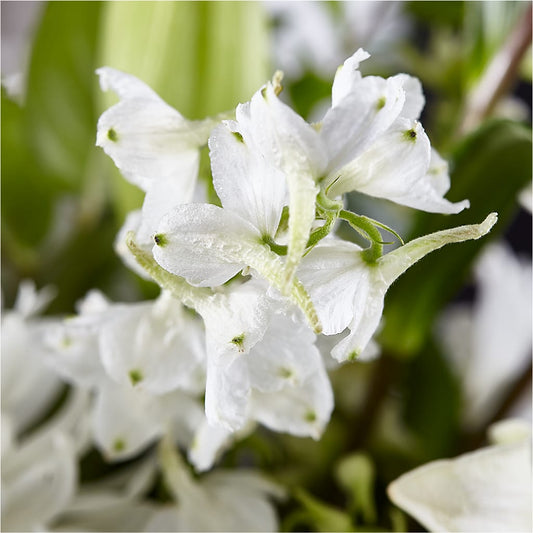 Classic Ivory – A Florist Original – SHARON'S FLOWERS, Lafayette IN