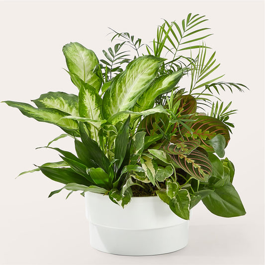 Florist Designed Planter – SHARON'S FLOWERS, Lafayette IN